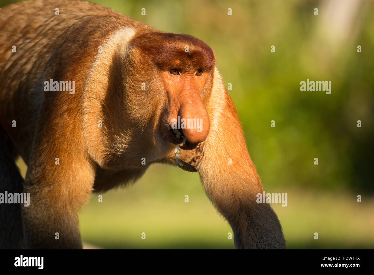 Porträt von fabelhaften Langnasen-Affe, Borneo, Malaysia Stockfoto