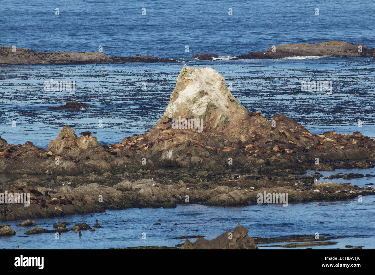 Robben und Seelöwen an der Simpson Reef, Oregon Küste Stockfoto