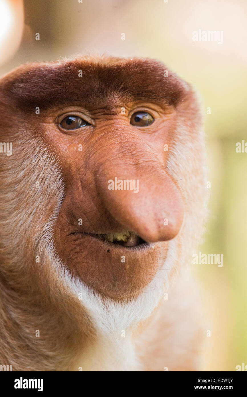 Porträt von fabelhaften Langnasen-Affe, Borneo, Malaysia Stockfoto