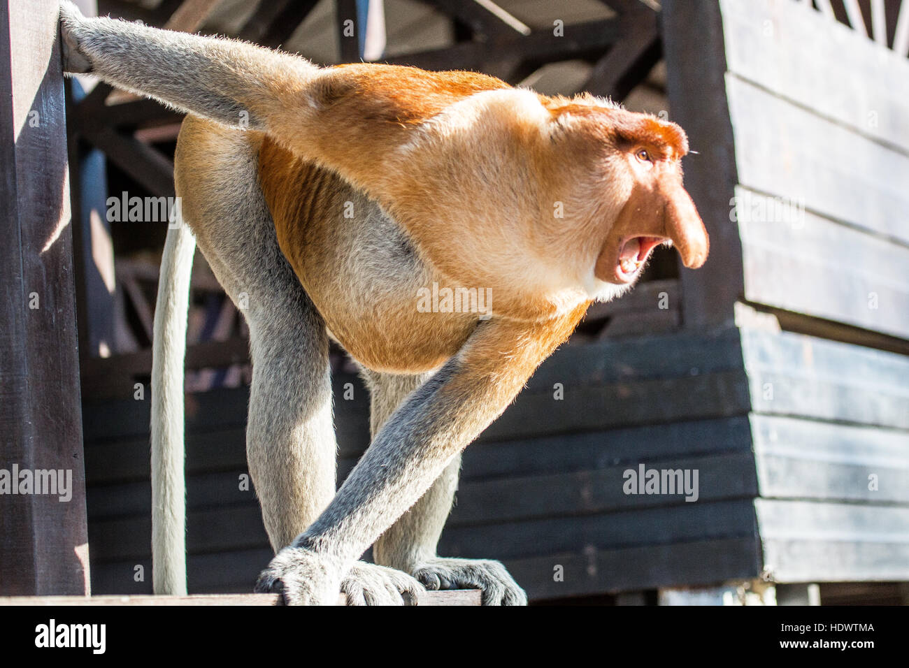 Porträt von fabelhaften Langnasen-Affe, Borneo, Malaysia Stockfoto