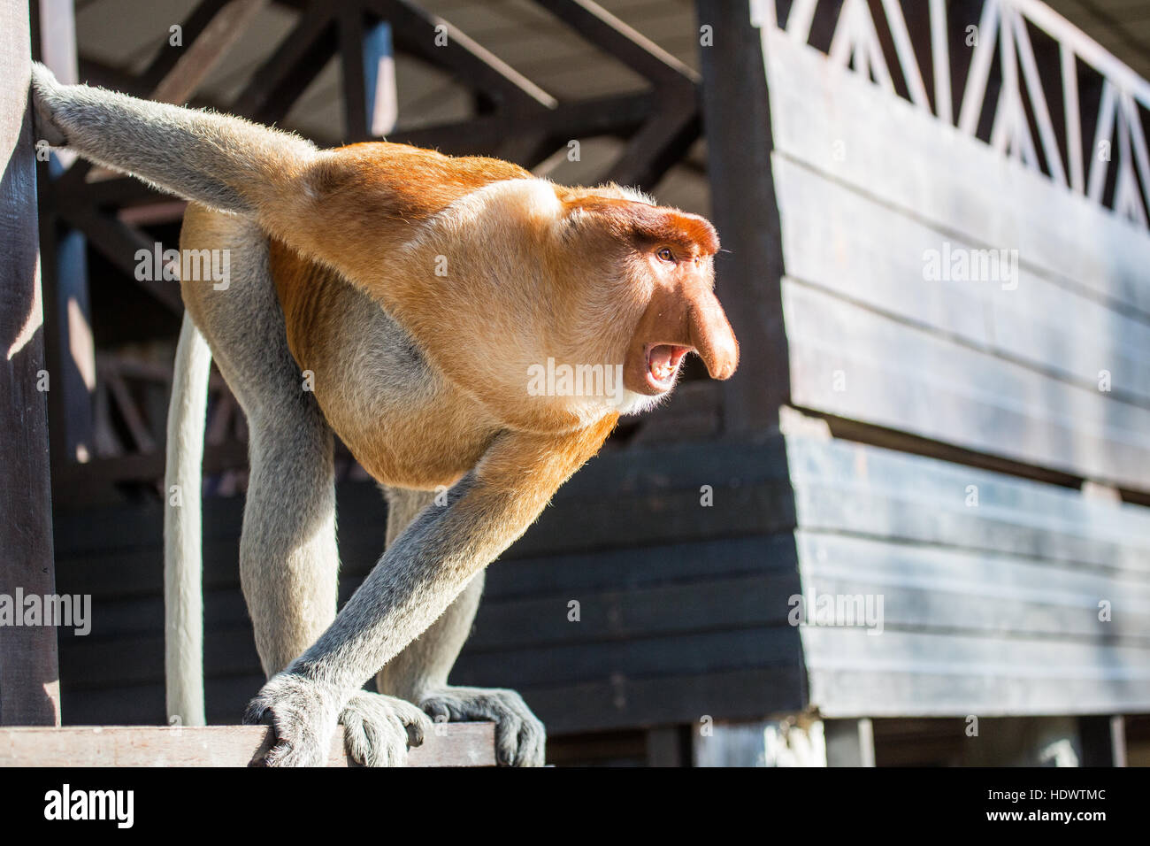 Porträt von fabelhaften Langnasen-Affe, Borneo, Malaysia Stockfoto