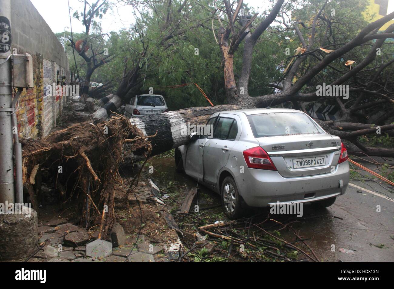 Entwurzelter Baum im Auto, Zyklon Vardah, Madras, Chennai, Tamil Nadu, Indien, Asien Stockfoto