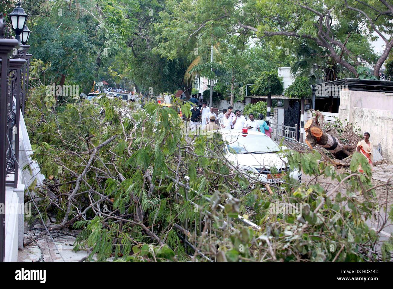Bäume entwurzelt, Zyklon Vardah, Madras, Chennai, Tamil nadu, Indien, Asien Stockfoto