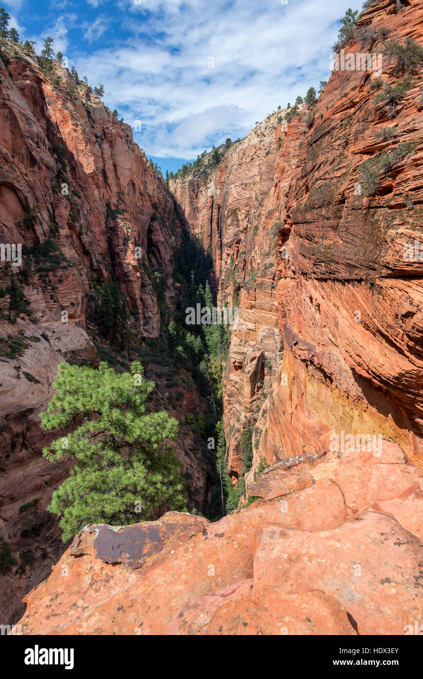 Wunderschöne Landschaft des Zion National Park in Utah Stockfoto