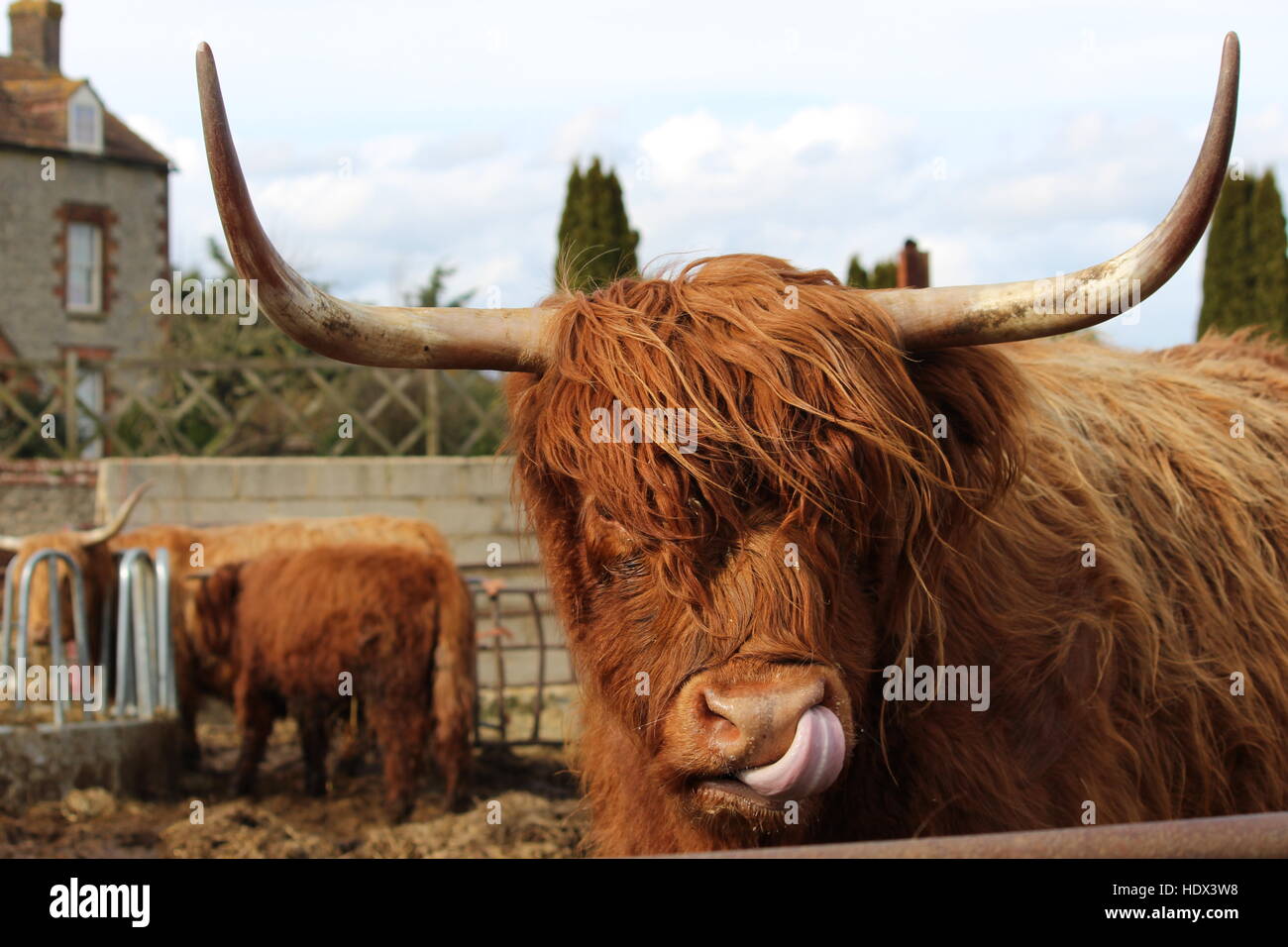 Highland Kuh Vieh Lippen lecken Zunge lange Hörner wellenförmigen roten Mantel Porträt Stockfoto