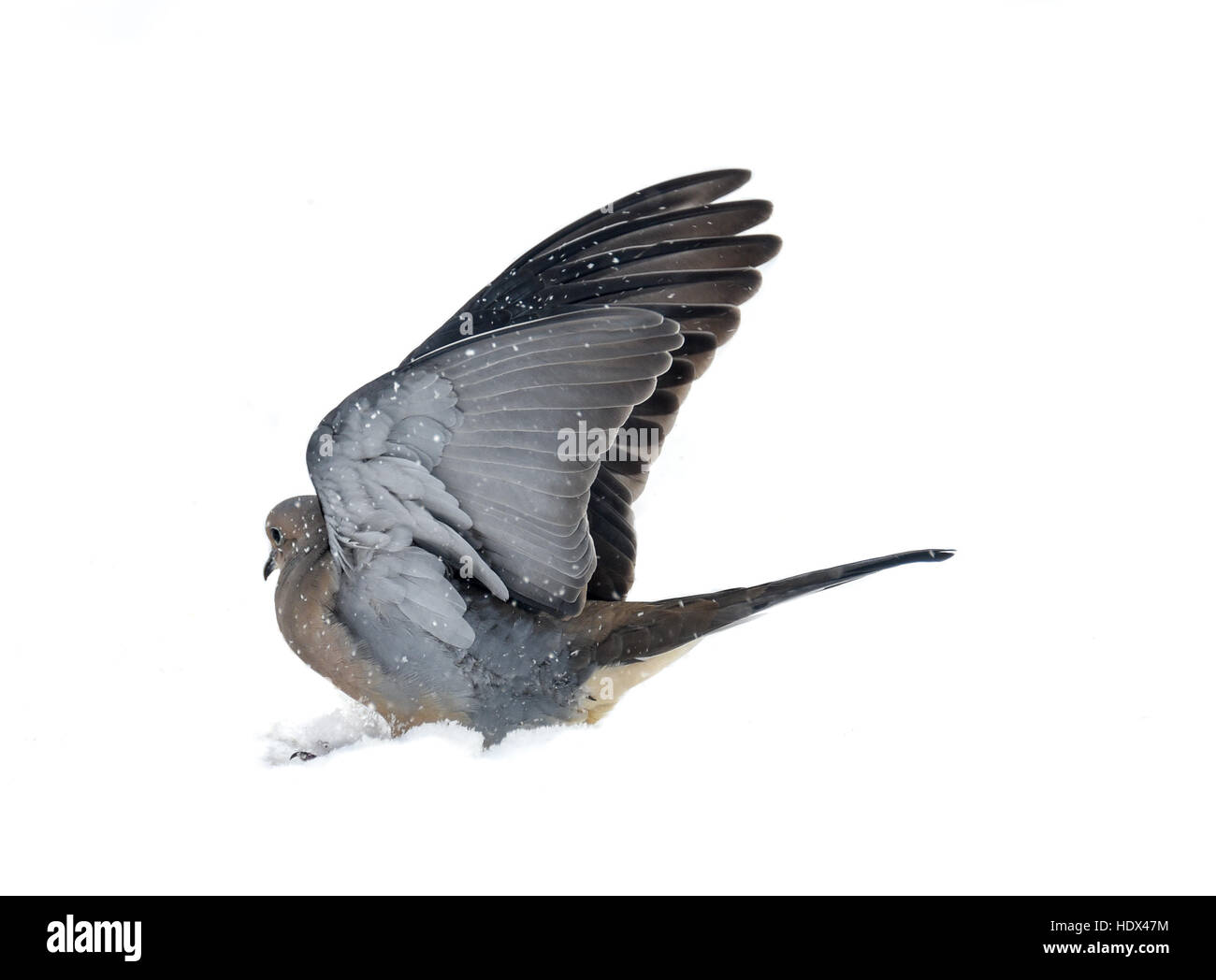 Ein friedliches Bild der Trauer Taube im Schnee mit Flügeln aufgehoben. Hintergrund ist weiß mit Taube mitten im Schnee. Stockfoto