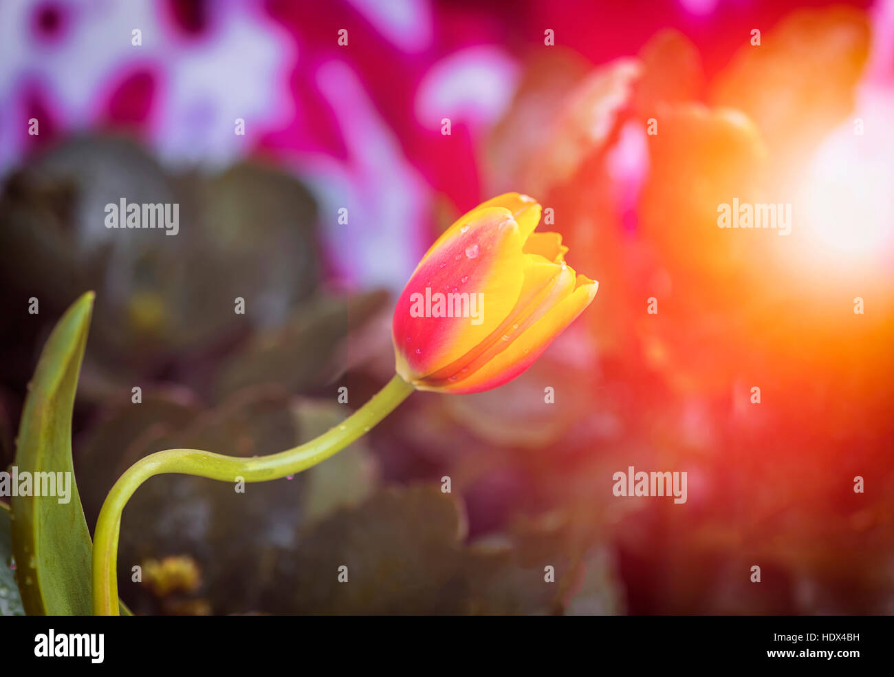 Blume Tulpe. Schöne Aussicht auf roten Tulpen unter Sonnenlicht Stockfoto