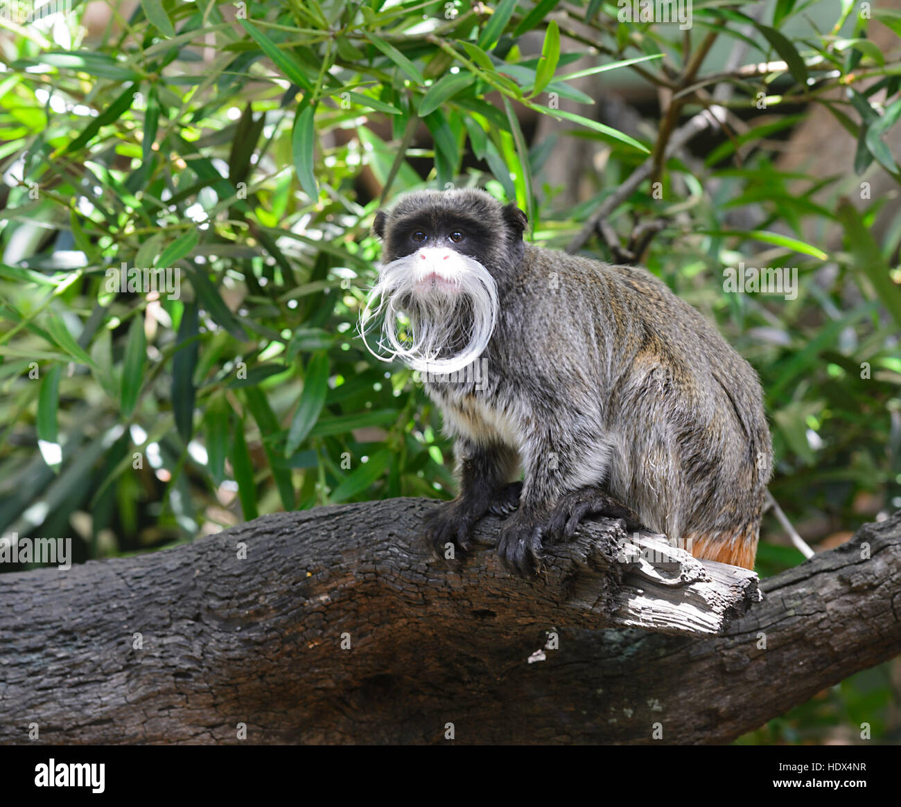 Kaiser Tamarin (Sanguinus imperator) ist in Bolivien, Brasilien und Peru. Er bewohnt Tiefland tropischen Regenwald. Stockfoto