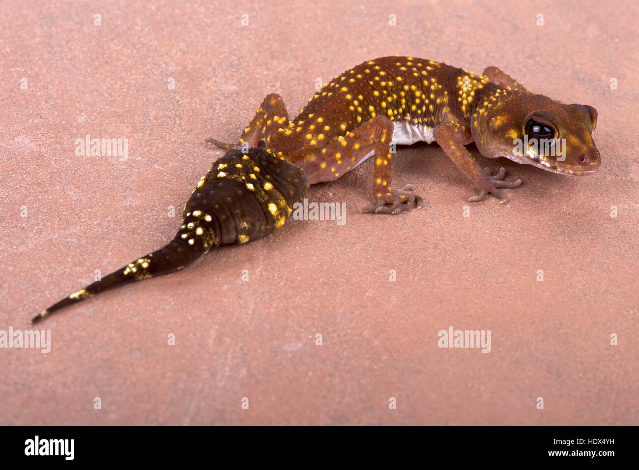 Westlichen dick-tailed Gecko, Underwoodisaurus milii Stockfoto