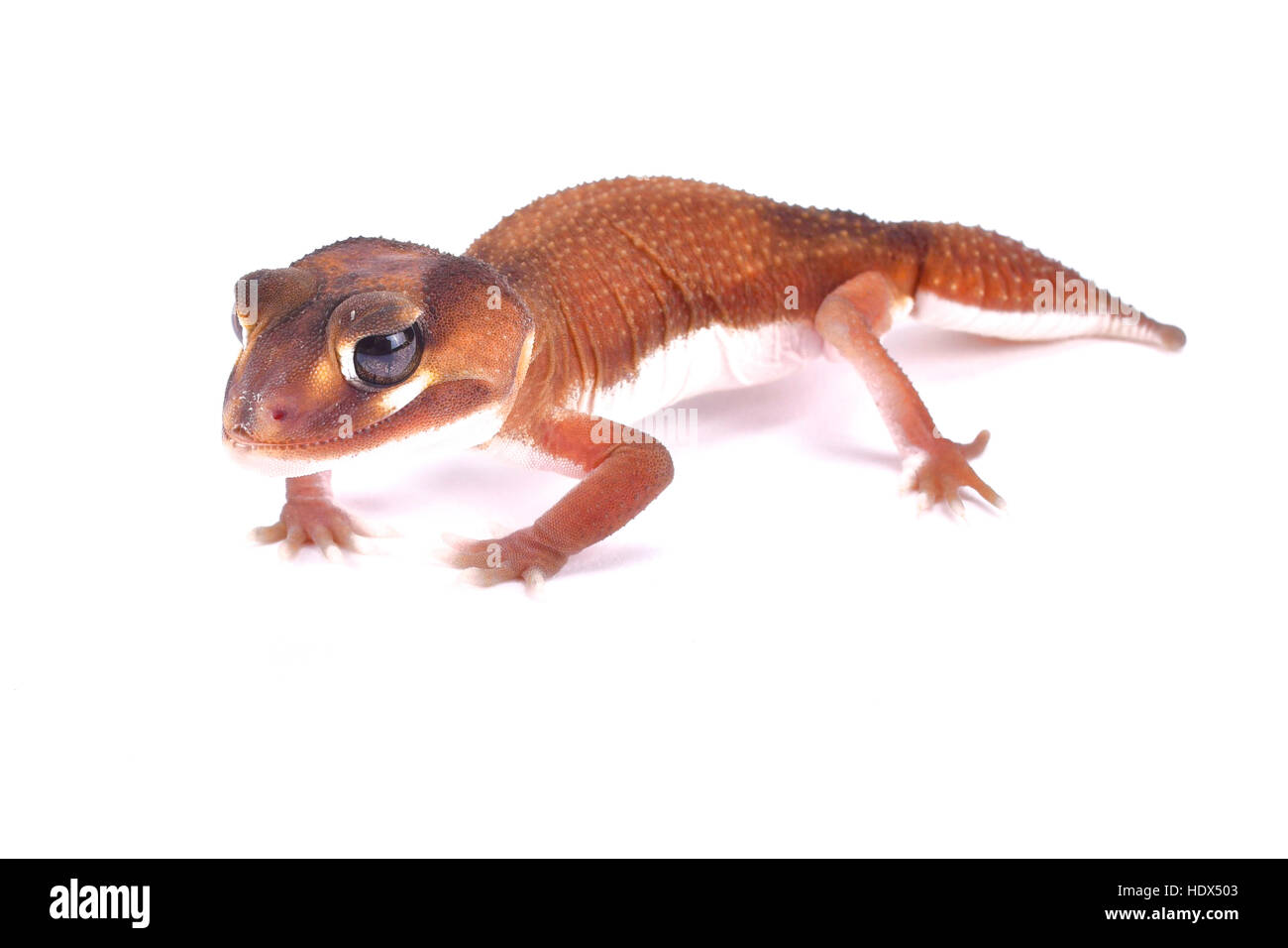 Glatten Knopf-tailed Gecko Nephrurus Levis pilbarensis Stockfoto