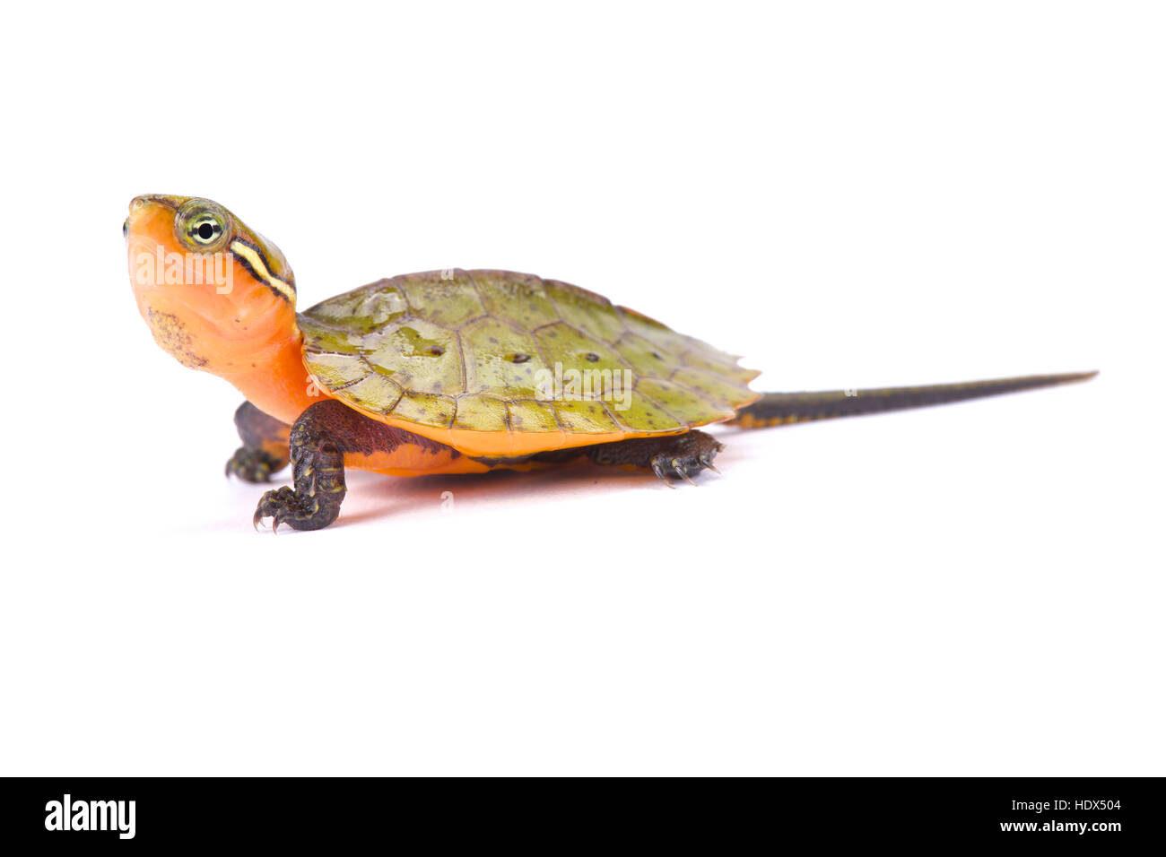 Groß-headed Turtle, Platysternon megacephalum Stockfoto