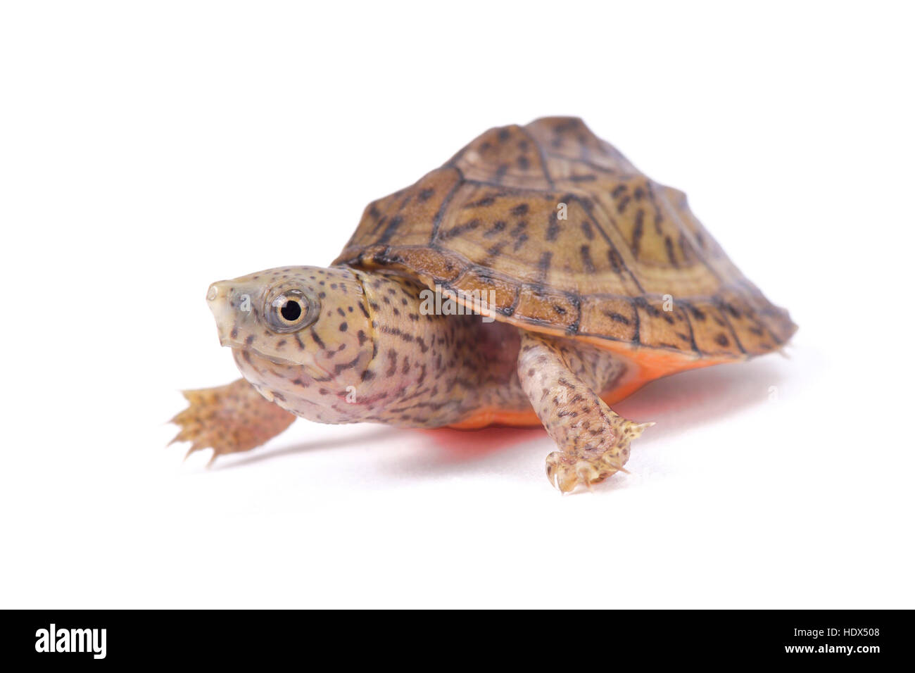 Razor-Backed Moschus-Schildkröte, Sternotherus carinatus Stockfoto