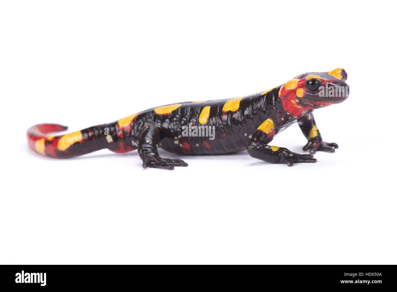 Rif-Gebirge-Feuersalamander, Salamandra Algira splendens Stockfoto