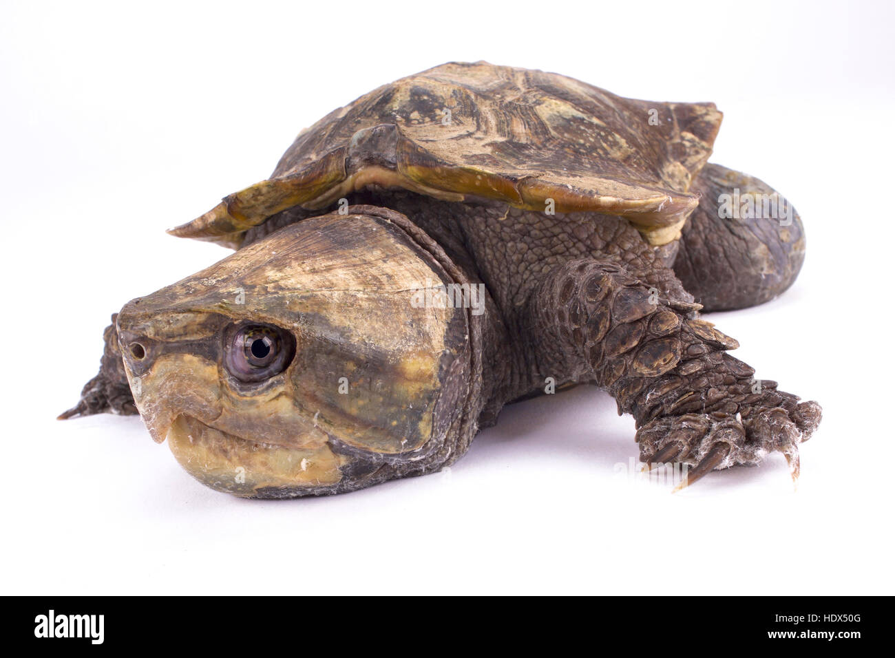 Groß-headed Turtle, Platysternon megacephalum Stockfotografie - Alamy