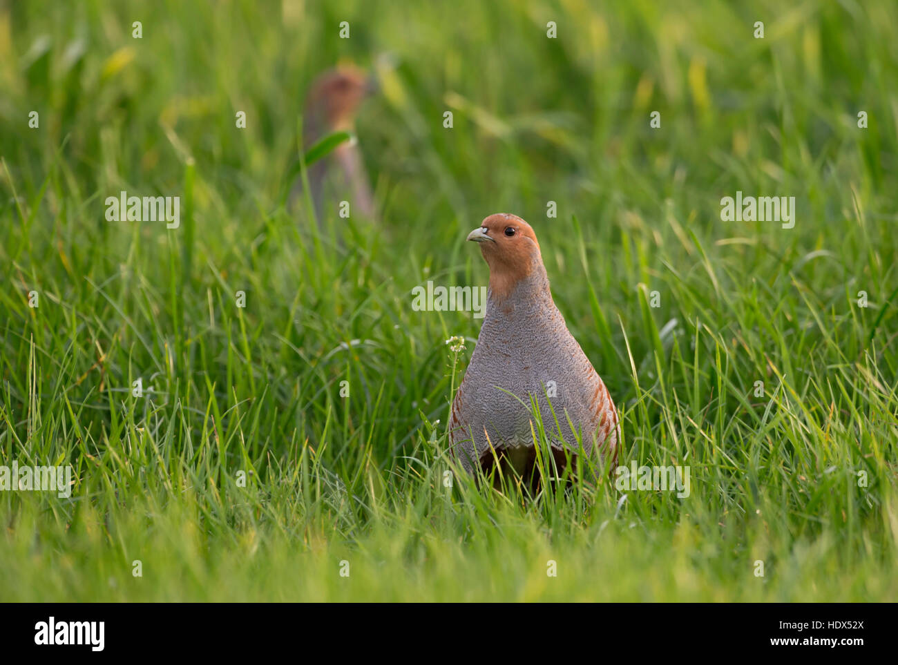 Graue Rebhühner / Rebhuehner (Perdix Perdix) zu Fuß durch Anbau von Winterweizen, beobachtete sorgfältig, um gefährdete Arten. Stockfoto