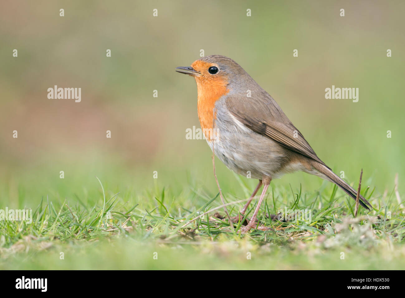 Rotkehlchen / Rotkehlchen (Erithacus Rubecula) auf dem Boden sitzend singt seinen Song, Seitenansicht, typische Gartenvögel in Europa. Stockfoto