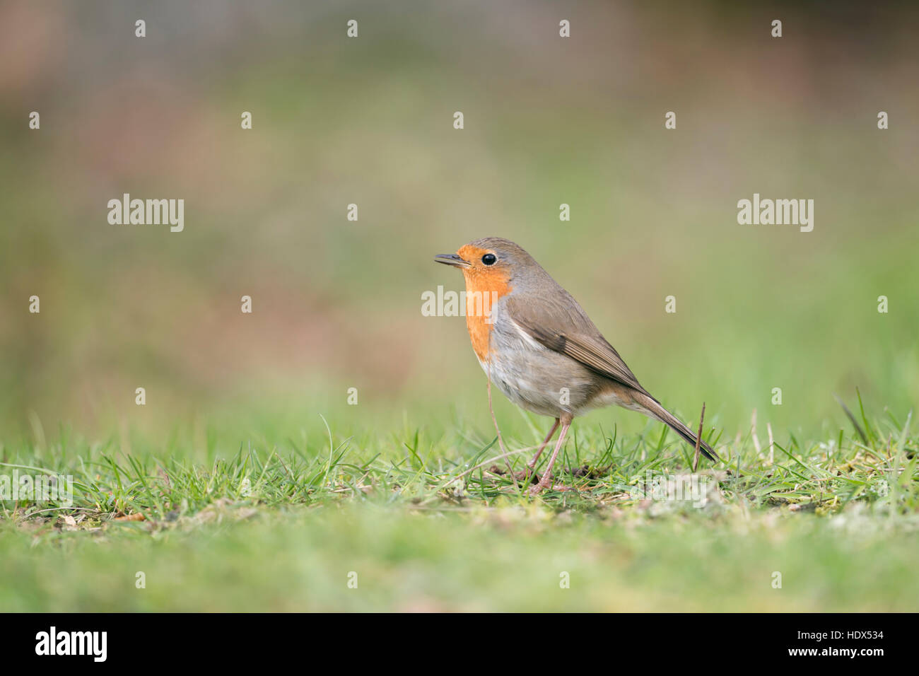 Rotkehlchen / Rotkehlchen (Erithacus Rubecula) auf dem Boden sitzend singt seinen Song, Seitenansicht, typische Gartenvögel in Europa. Stockfoto