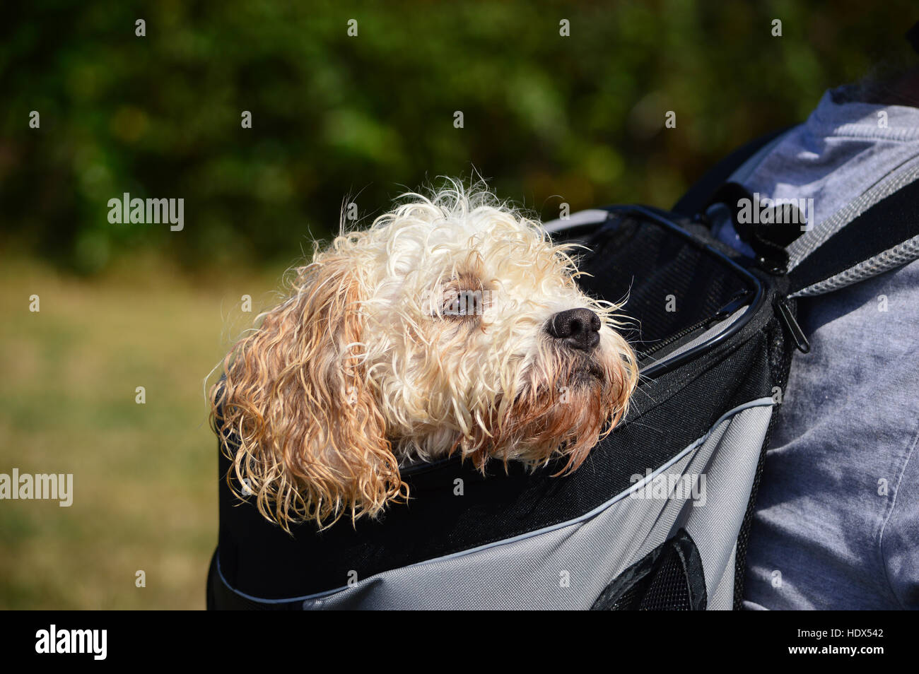 Hund im Rucksack getragen Stockfoto