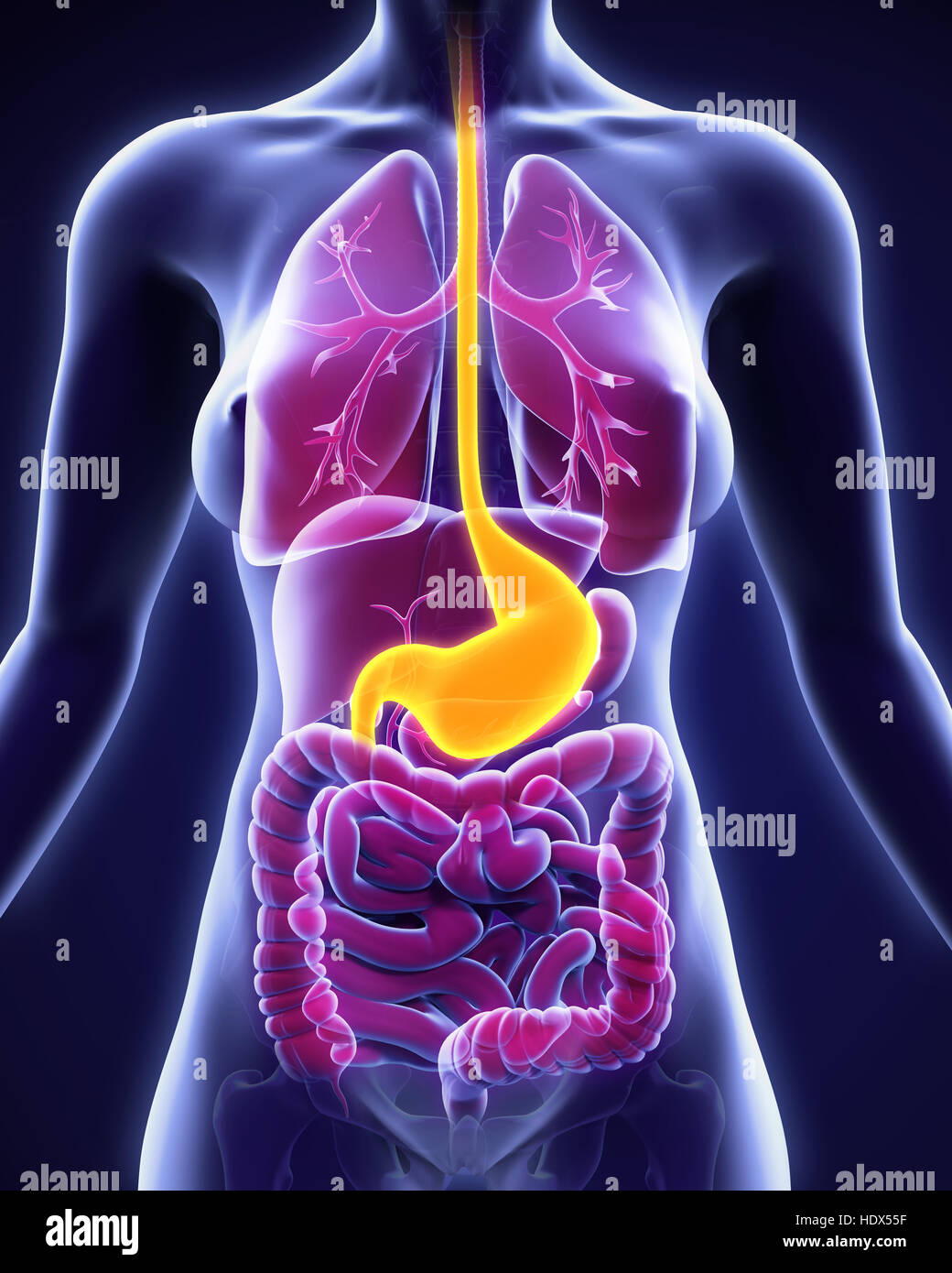 anatomie-der-menschlichen-magen-stockfotografie-alamy
