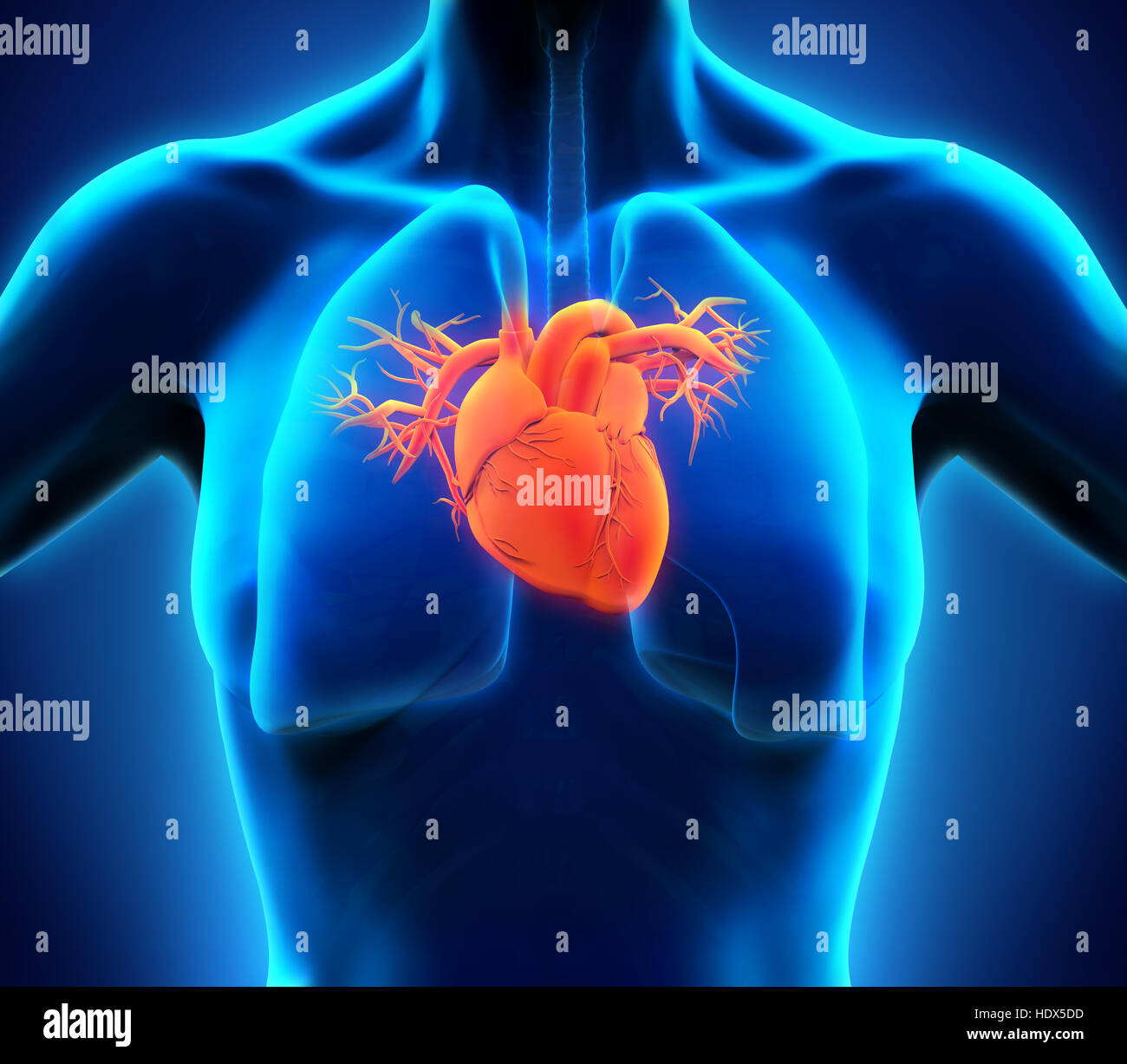 Anatomie des menschlichen Herzens Stockfoto
