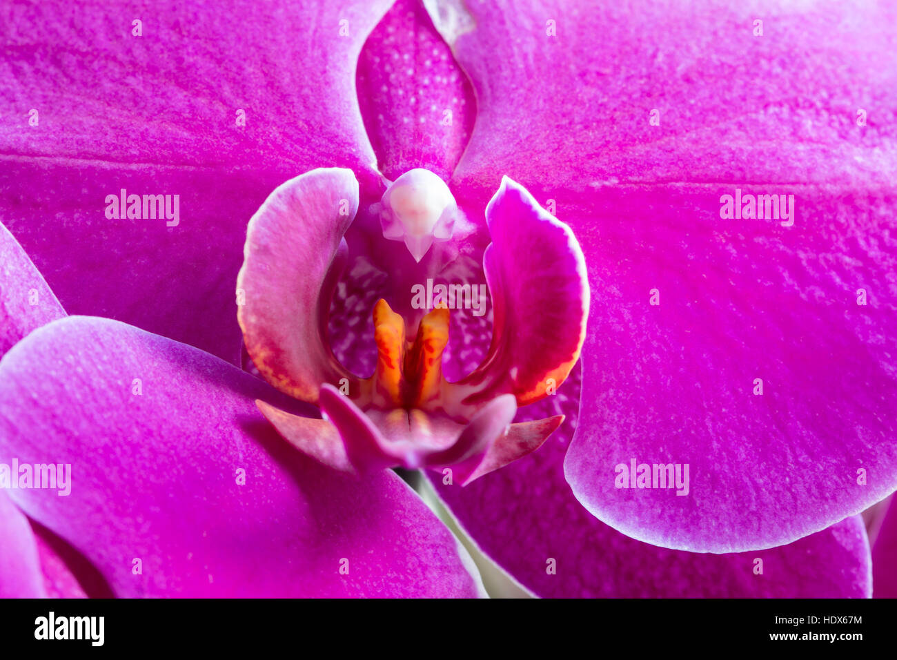 Orchidee Stockfoto