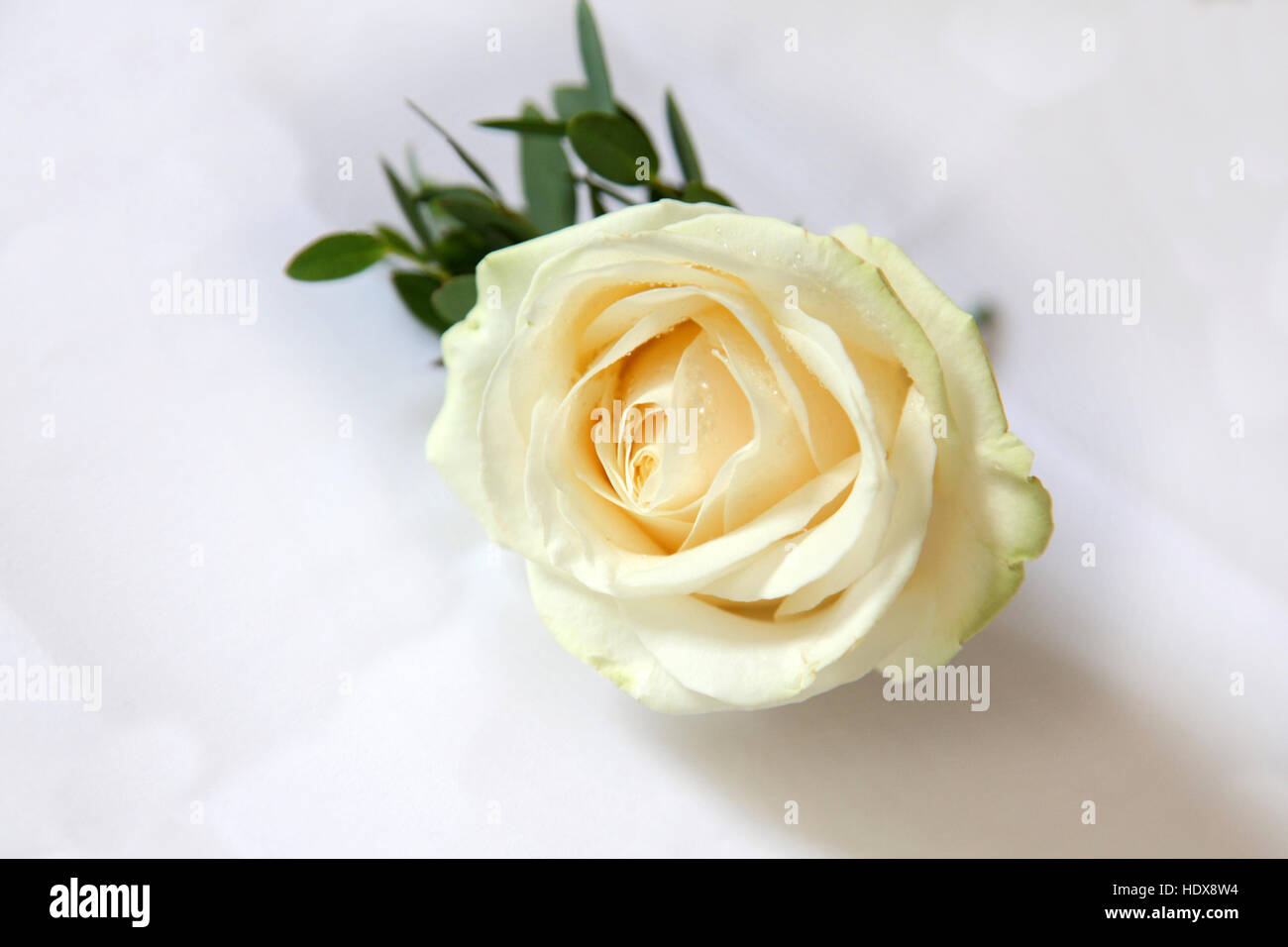 Eine Creme weiße rose Knopfloch bereit für eine Hochzeit Stockfoto