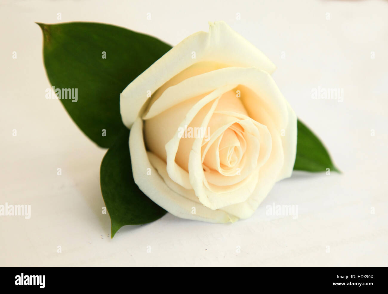Eine weiße rose Knopfloch, bereit für eine Hochzeit Stockfoto