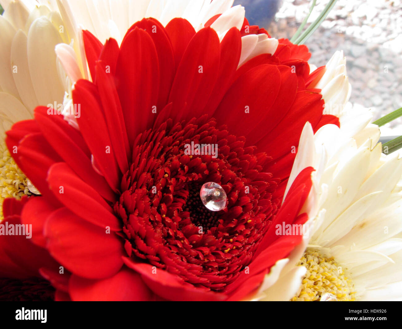 Eine lebendige rote Gerbera Blume in einer Hochzeit Bouquet mit einem Juwel verziert Zentrum Stockfoto