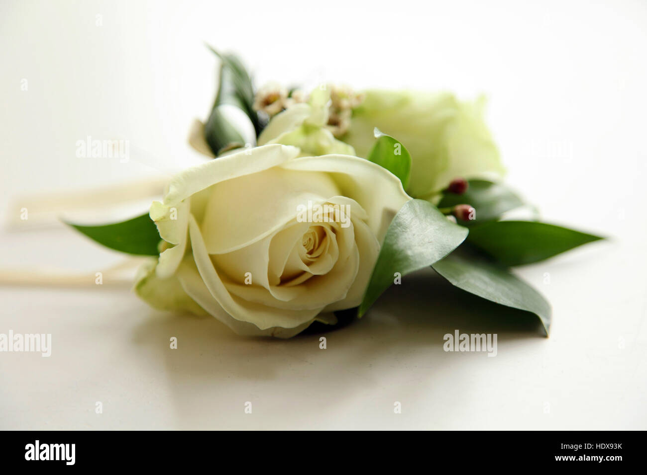 Creme oder weiße rose als ein Knopfloch für eine Hochzeitszeremonie gebunden Stockfoto