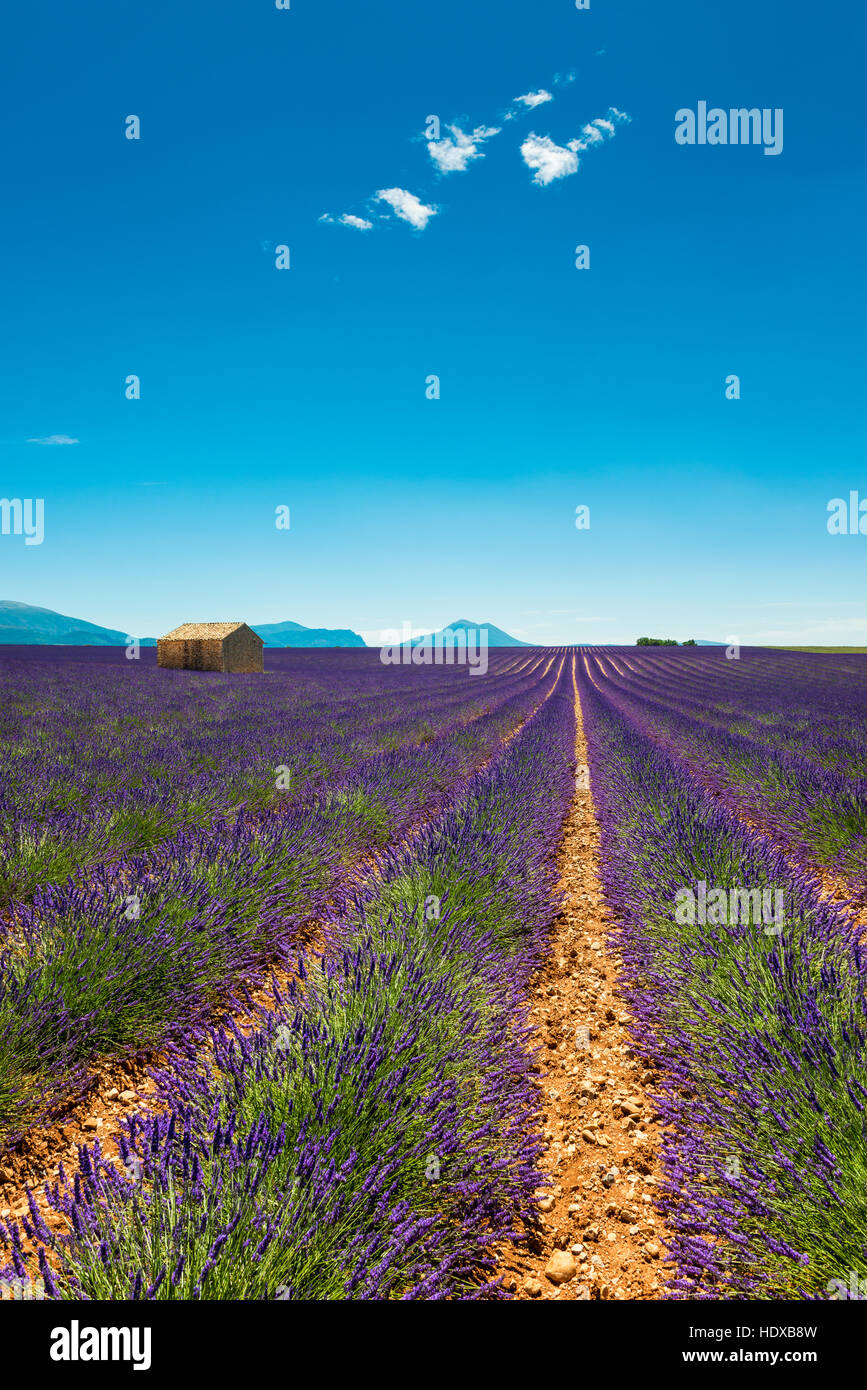 Scheune in Lavendel Feld in Südfrankreich Stockfoto