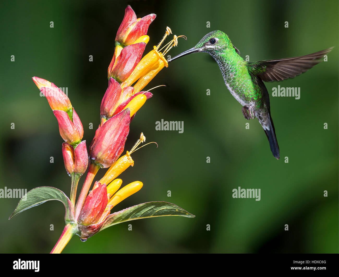 Grün-gekrönter brillant (Heliodoxa Jacula) Fütterung Stockfoto
