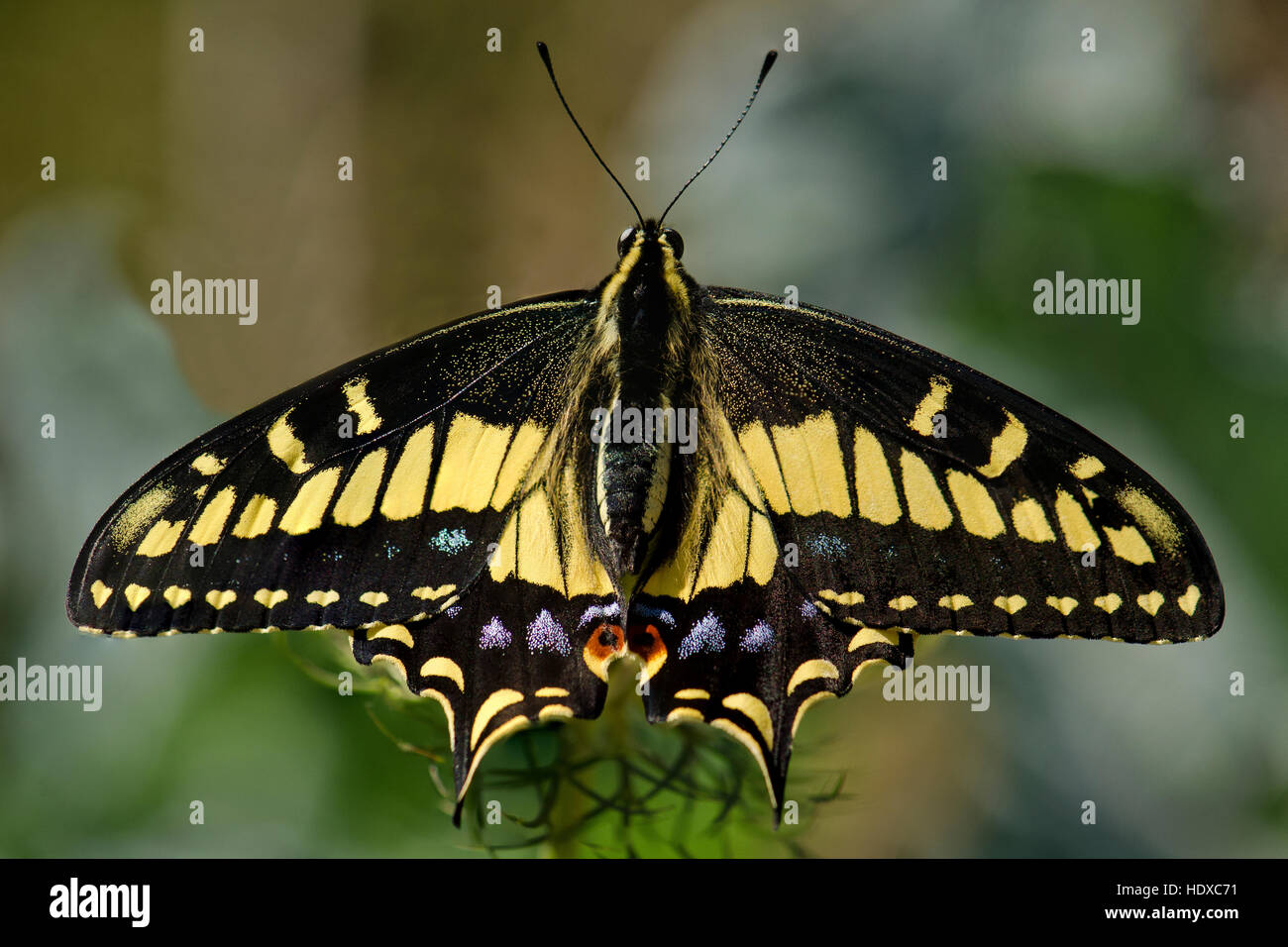 Anis-Schwalbenschwanz-Schmetterling (Papilio Zelicaon) mit Flügeln Stockfoto