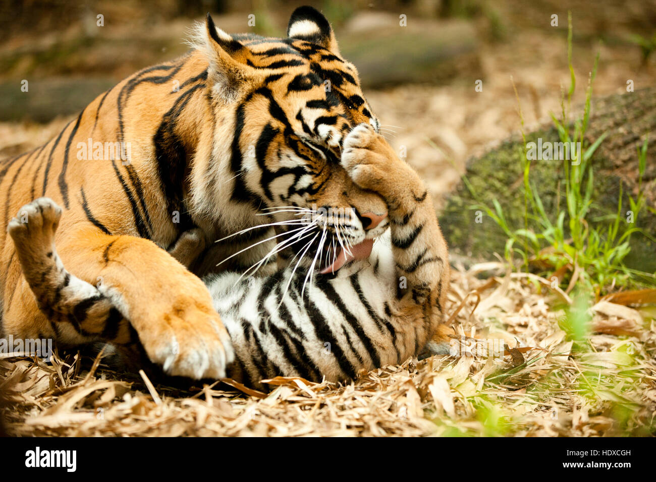 Eine Mutter Tigerin reinigt ihr Cub tiger Stockfoto