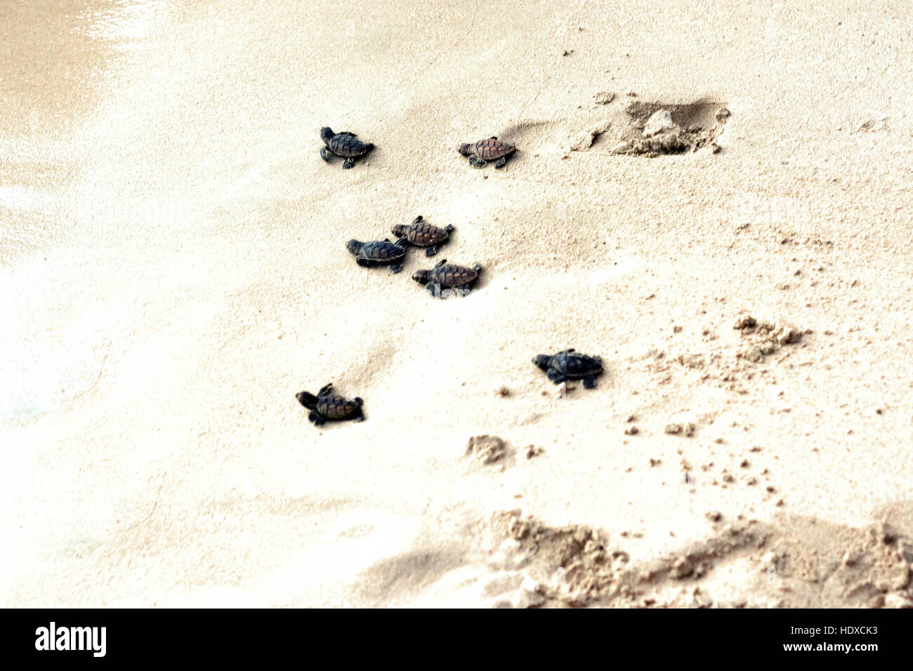 Baby-Schildkröten zu Fuß bis zum Meer nach im Sand ausgebrütet Stockfoto