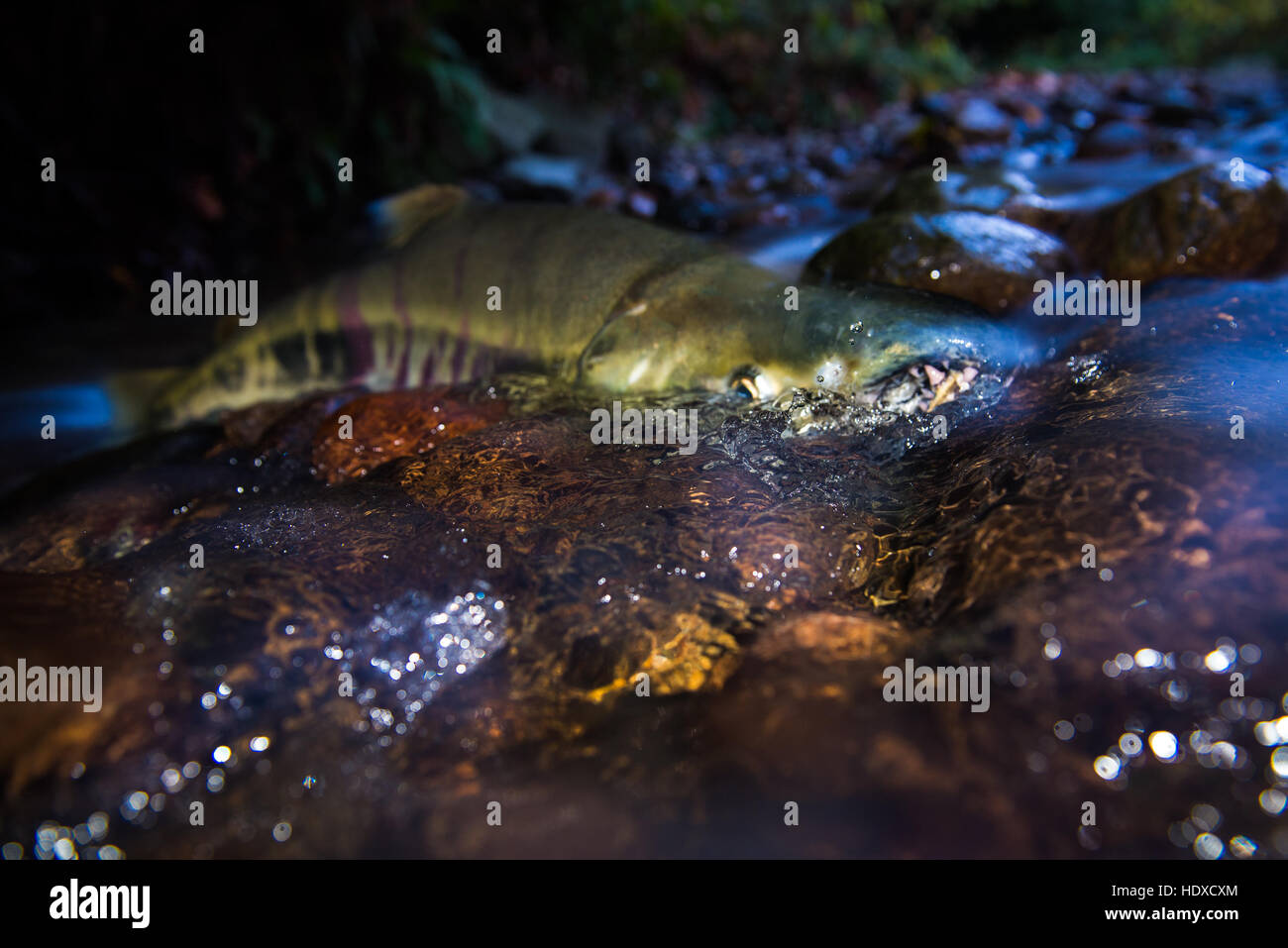Chum Salmon schwimmen in den Stromschnellen des Byrne Creek in Burnaby. Stockfoto