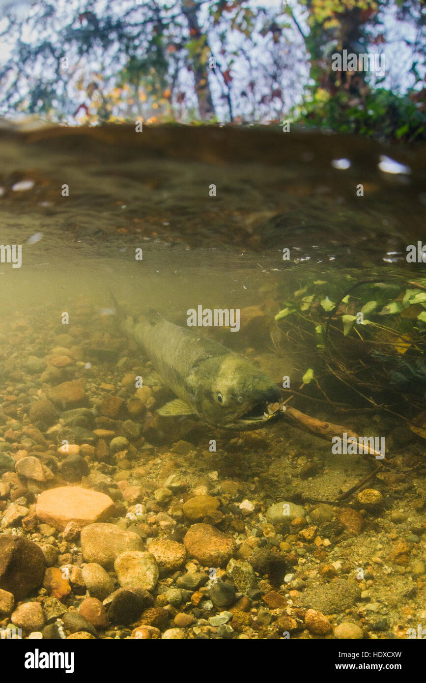 Chum Salmon in der Stoney Creek. Stockfoto