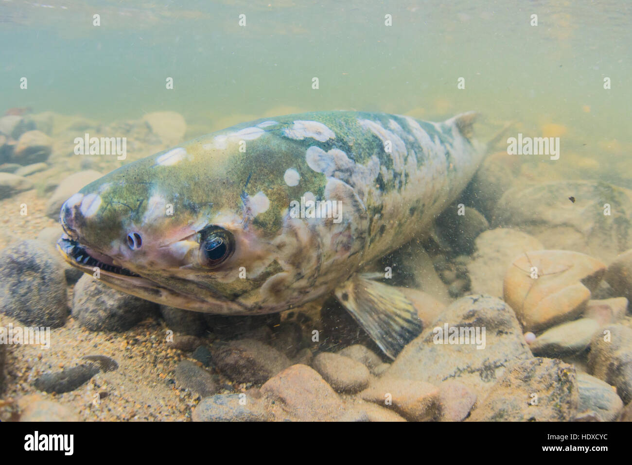 Chum Salmon nur nach dem Laichen sterben. Stockfoto