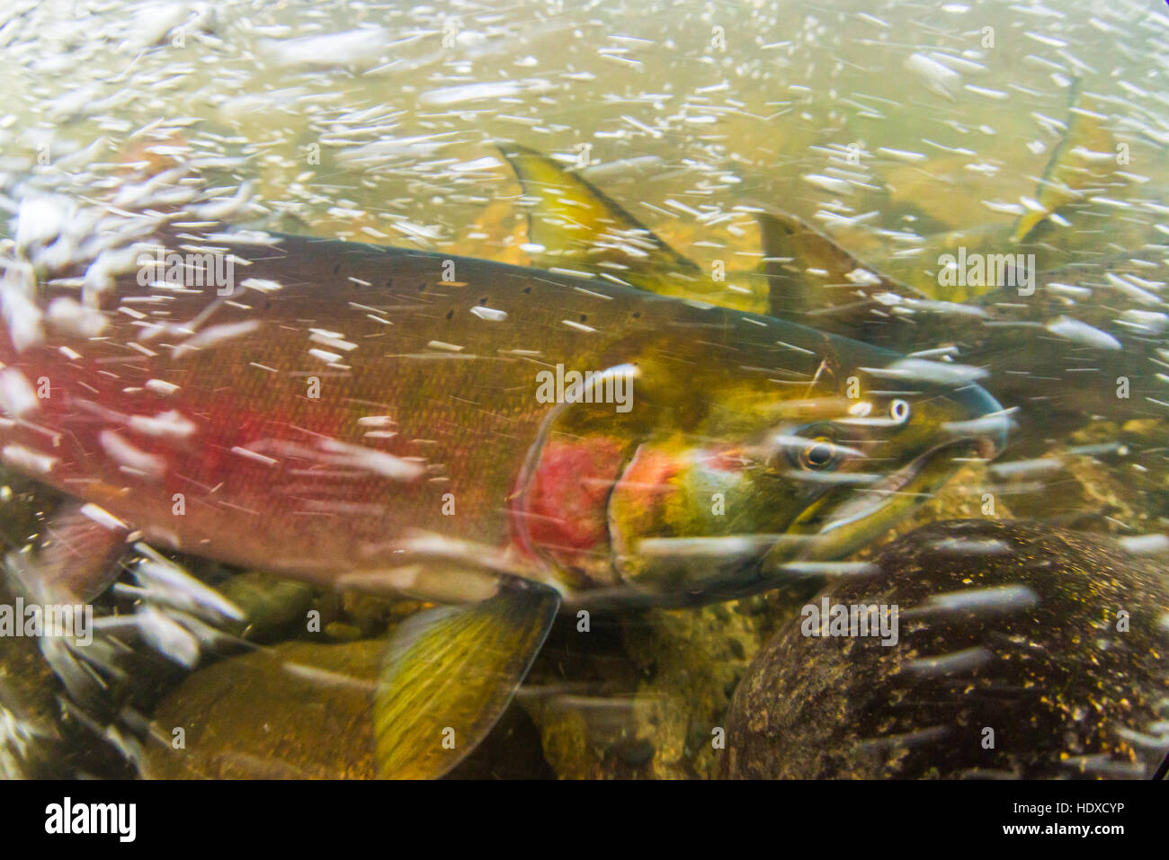 Unterwasserbilder von Coho Lachs genommen während der Laichzeit 2016 in der Stoney Creek. Stockfoto