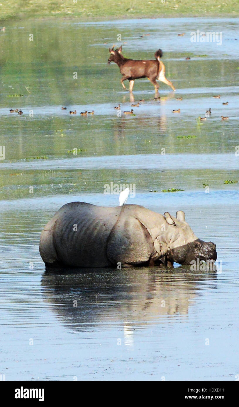 Ein größeren einen gehörnten Nashorn und einen großen Sambar-Hirsch im Hintergrund in Kaziranga Nationalpark in Assam. Stockfoto