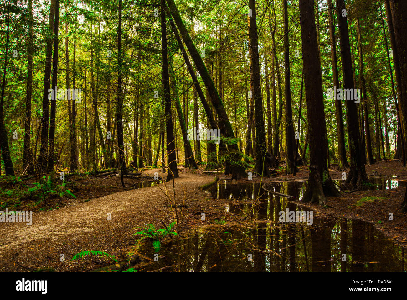 Pacific Spirit Park, Vancouver. BC Stockfoto