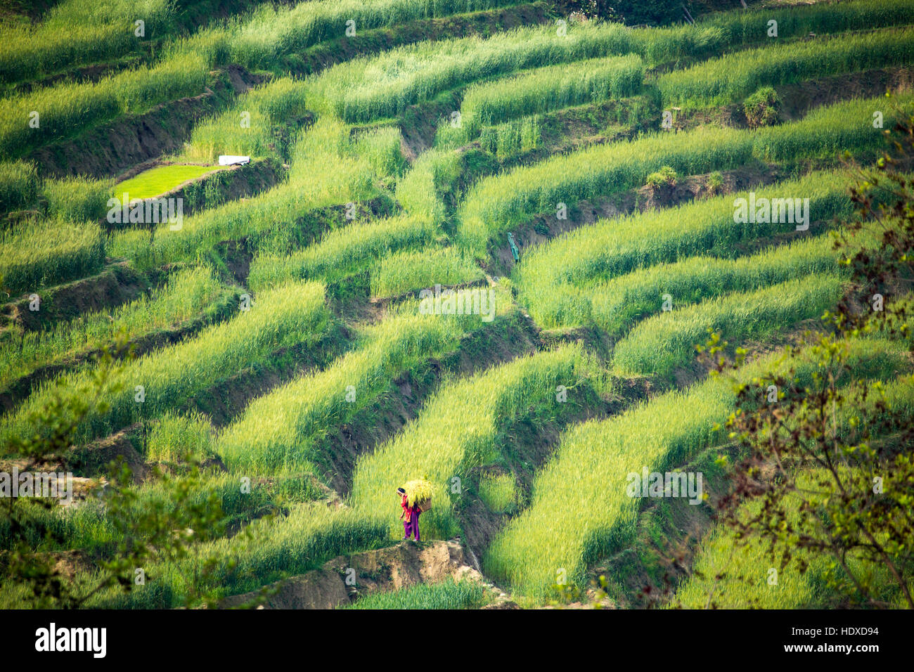 Frau, die Ernte Reis in Sindhulpalchok Bezirk, Nepal Stockfoto