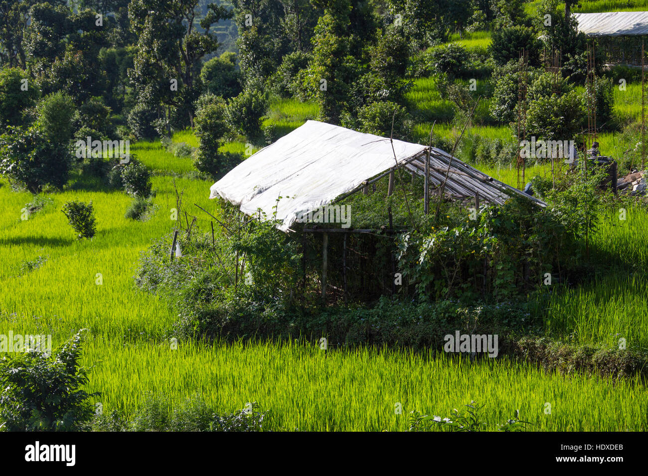 Tomaten-Gewächshaus in der Kesai Bezirk von Nepal Stockfoto