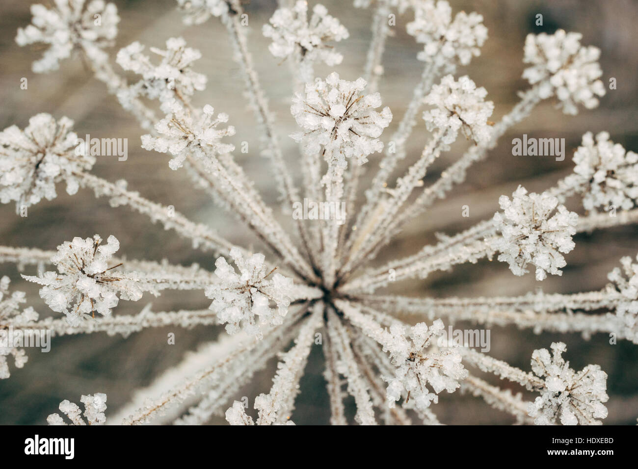 Doldengewächse Pflanze gefrostet und bedeckt mit eisigen Kristallen, Makro-Bild Stockfoto