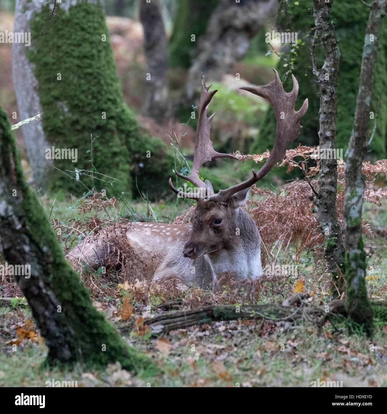 Damwild Buck (Dama Dama), liegen oben im Wald während der Herbst Brunft - New Forest, Hampshire, England Stockfoto