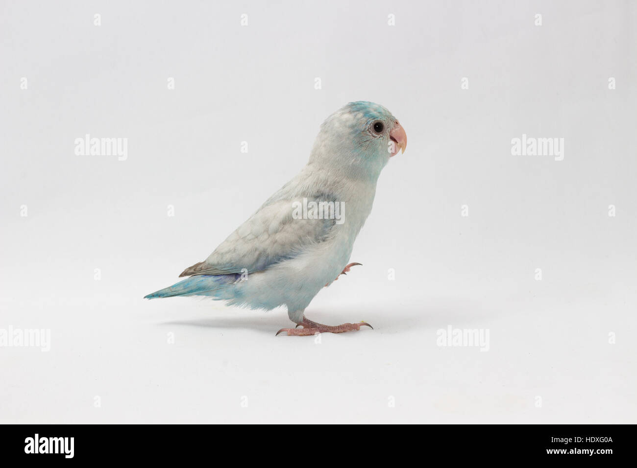 Pastel Blue Forpus Bird auf weißem Hintergrund Stockfoto