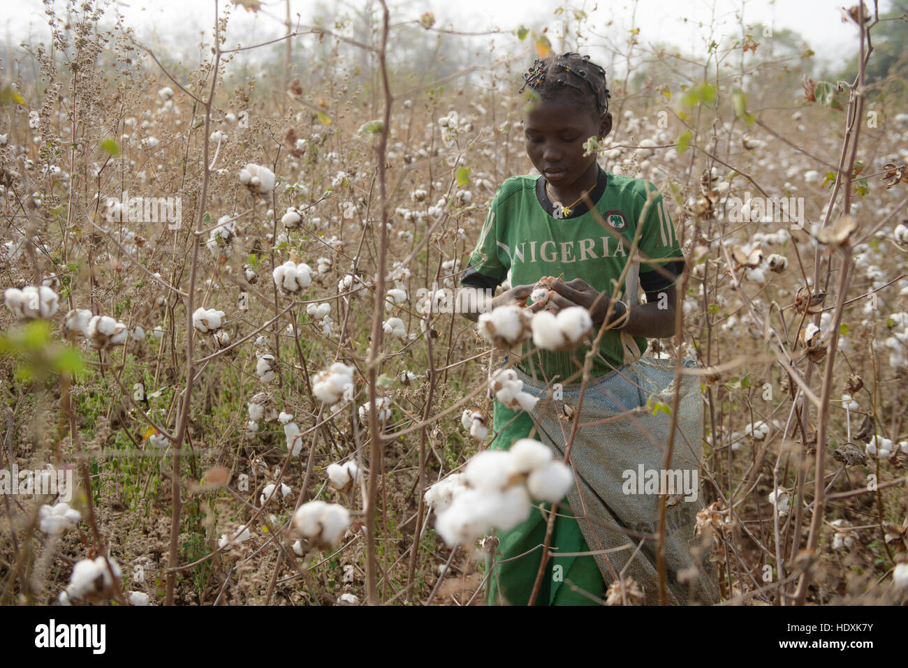 Arbeit auf den Baumwollfeldern der Côte d ' Ivoire (Elfenbeinküste) Stockfoto