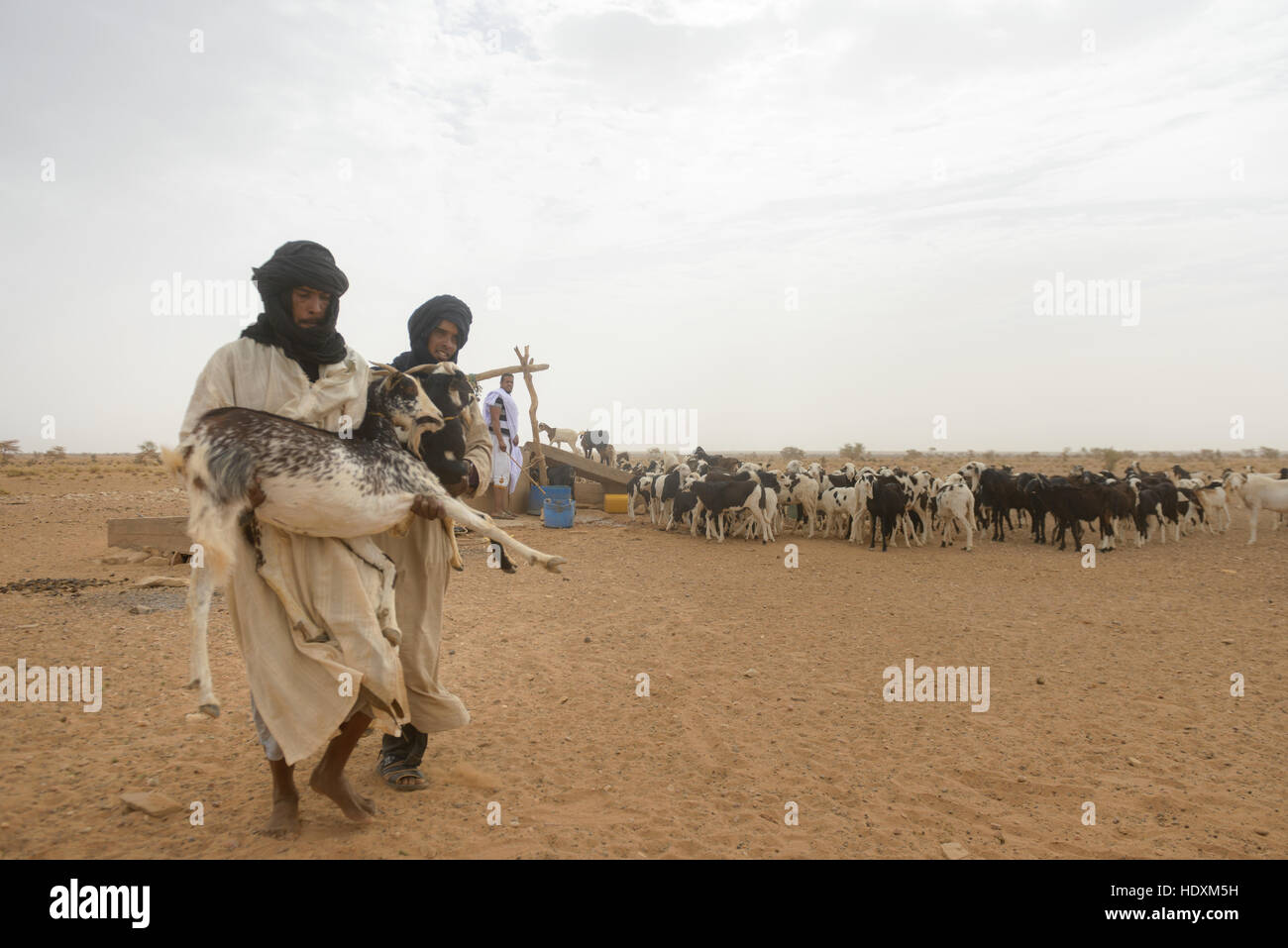 Ziege herding Nomaden der adrar, Mauretanien Stockfoto