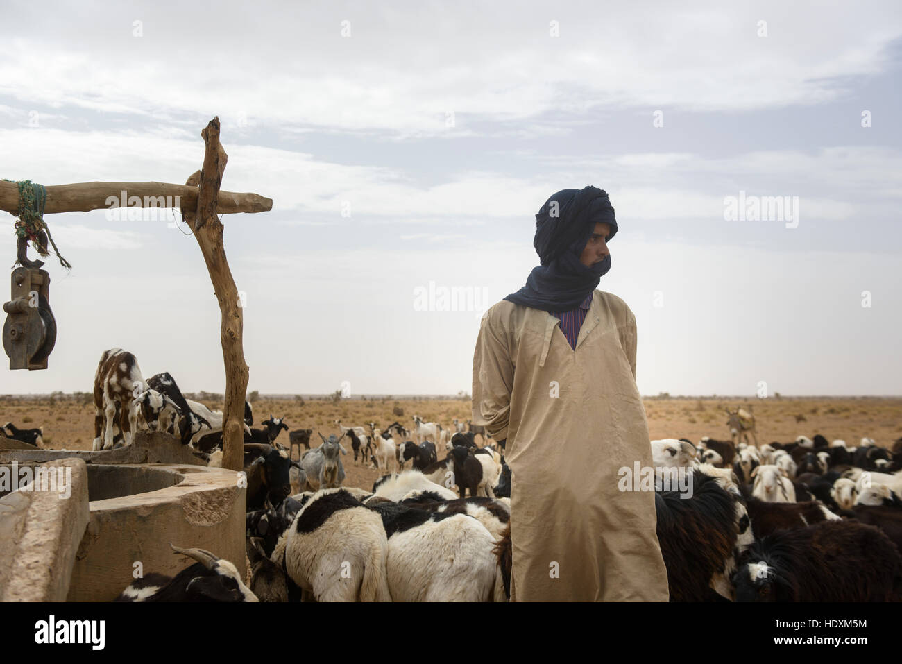 Ziege herding Nomaden der adrar, Mauretanien Stockfoto