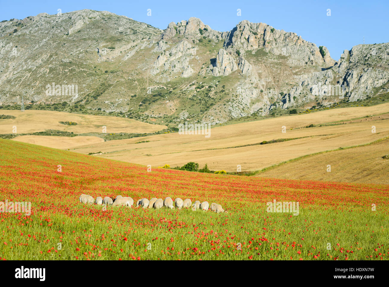 Blumenwiesen und Schafe des ländlichen Andalusien, Spanien Stockfoto