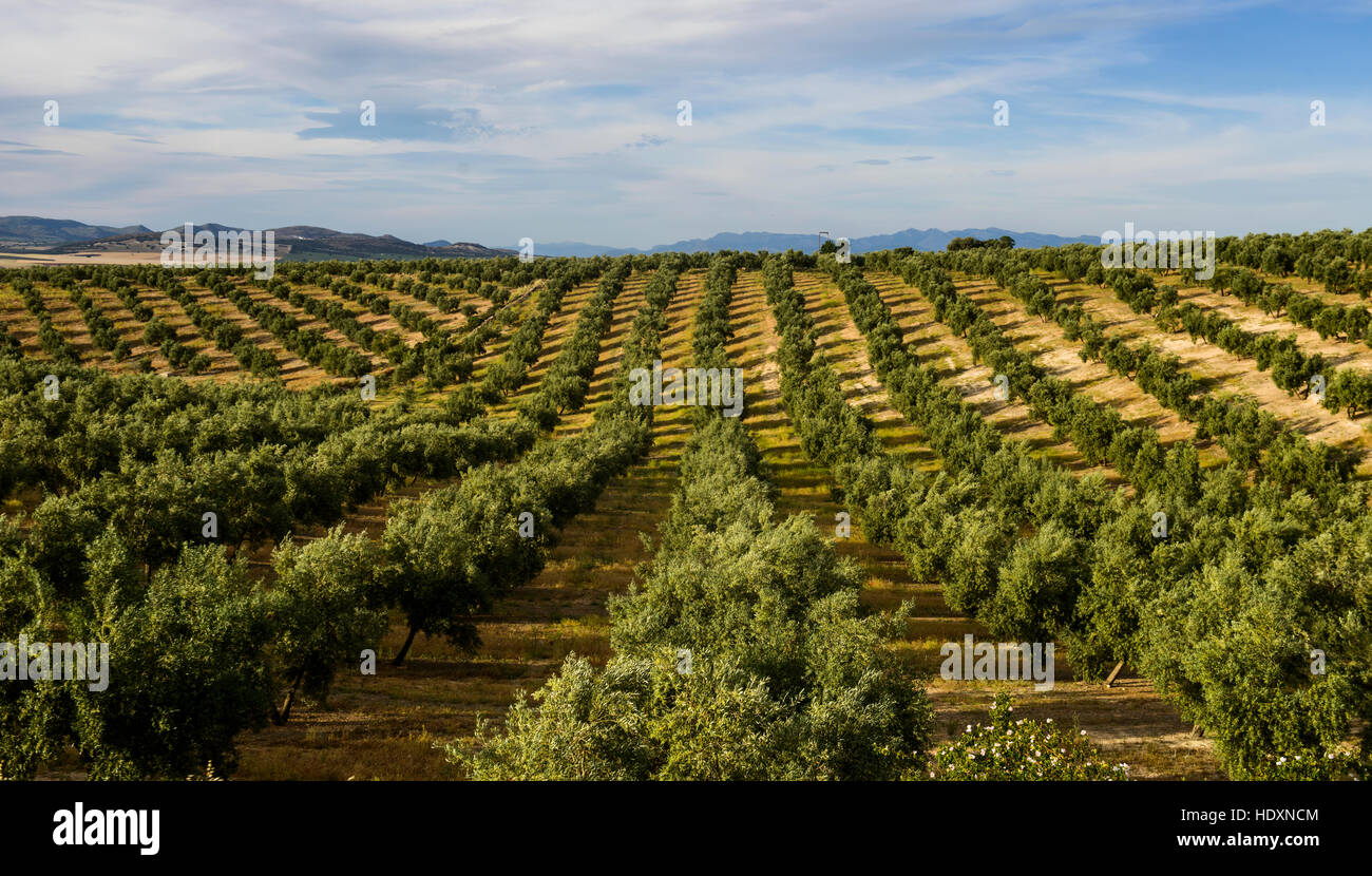Olivenbaum Felder, Andalusien, Spanien Stockfoto